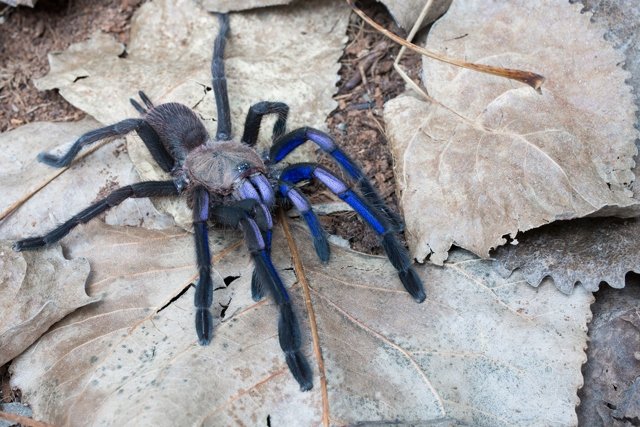 Chilobrachys sp. electric blue 3cm telo 30€
