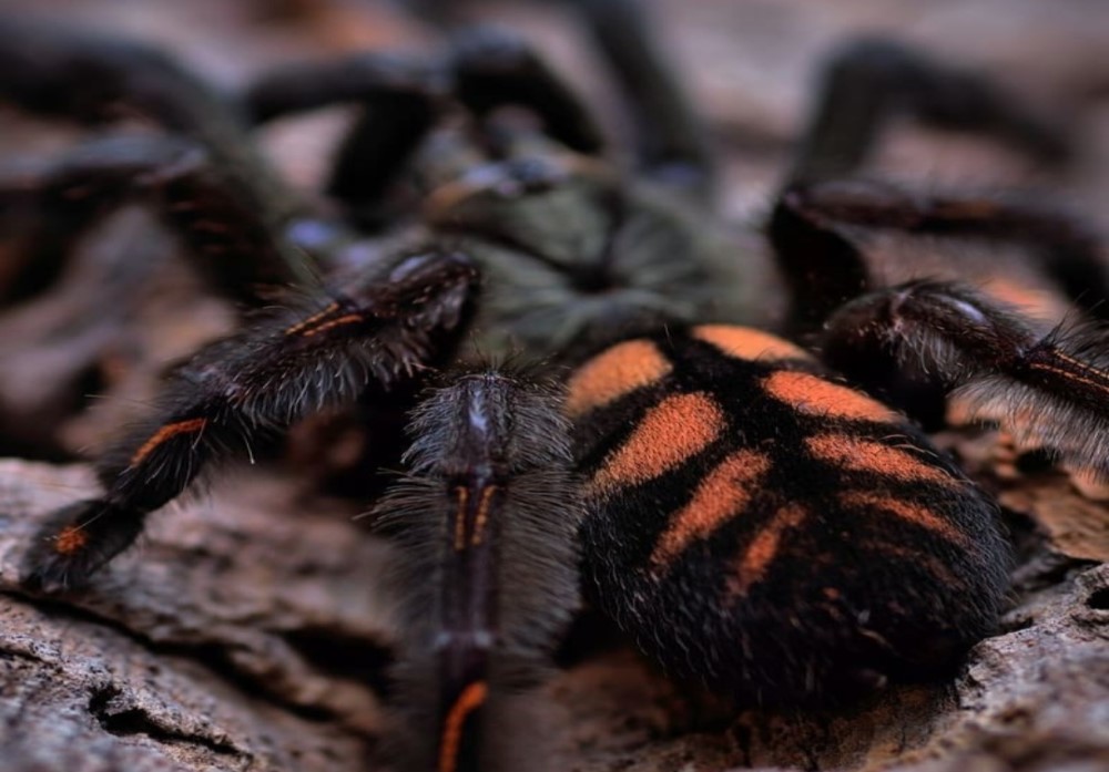 Psalmopoeus irminia 3cm telo 25€