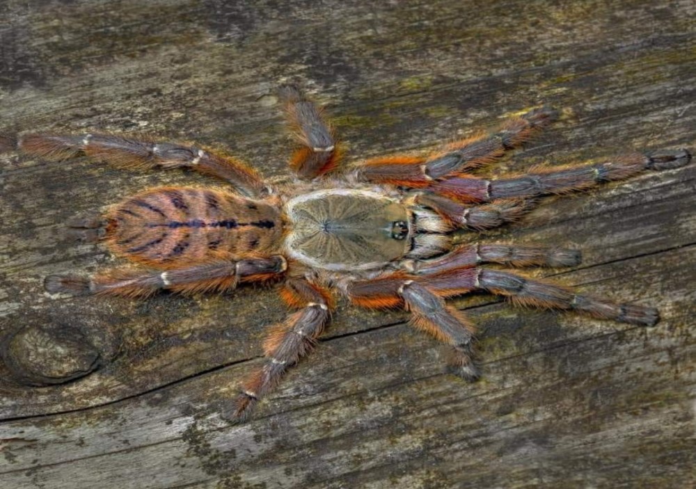 Phormingochilus sp. rufus 3cm telo 23€