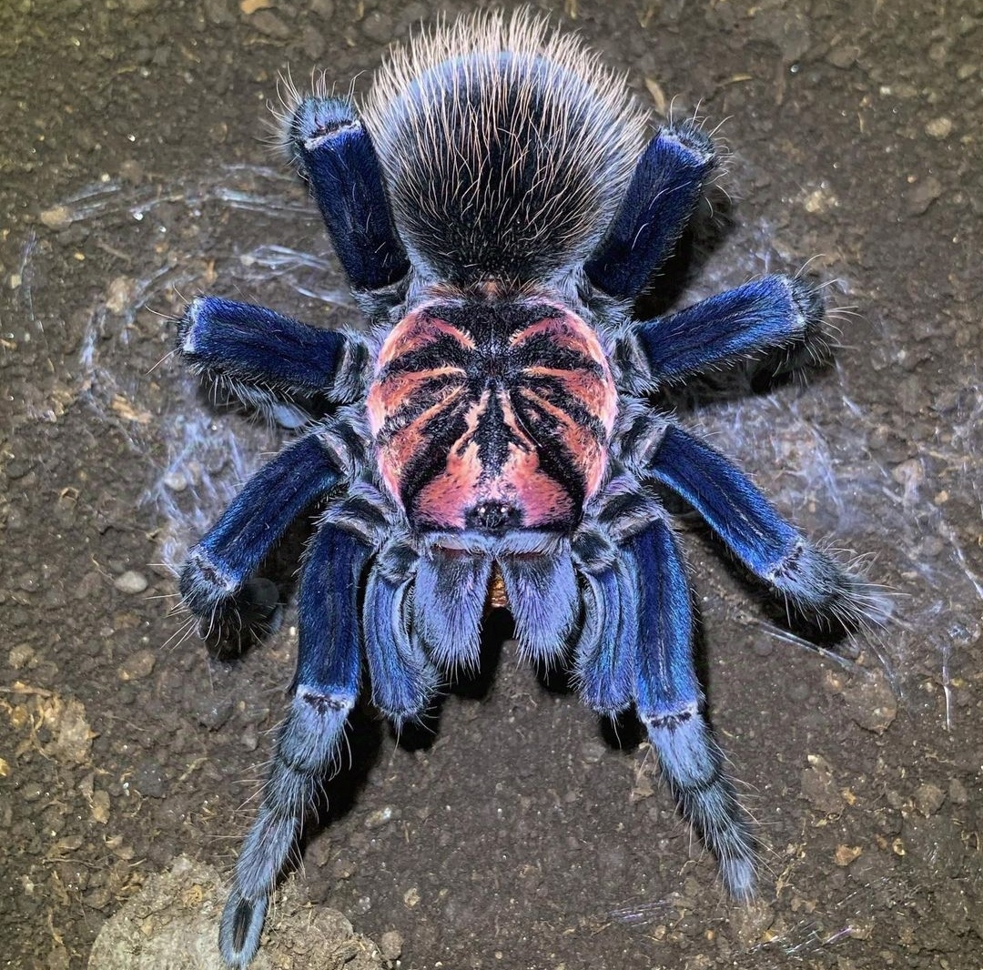 Xenesrhis sp. blue 4cm telo 135€