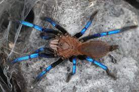 Birupes simoroxigorum 1zv. 13€ ... 2x24€ 10x100€