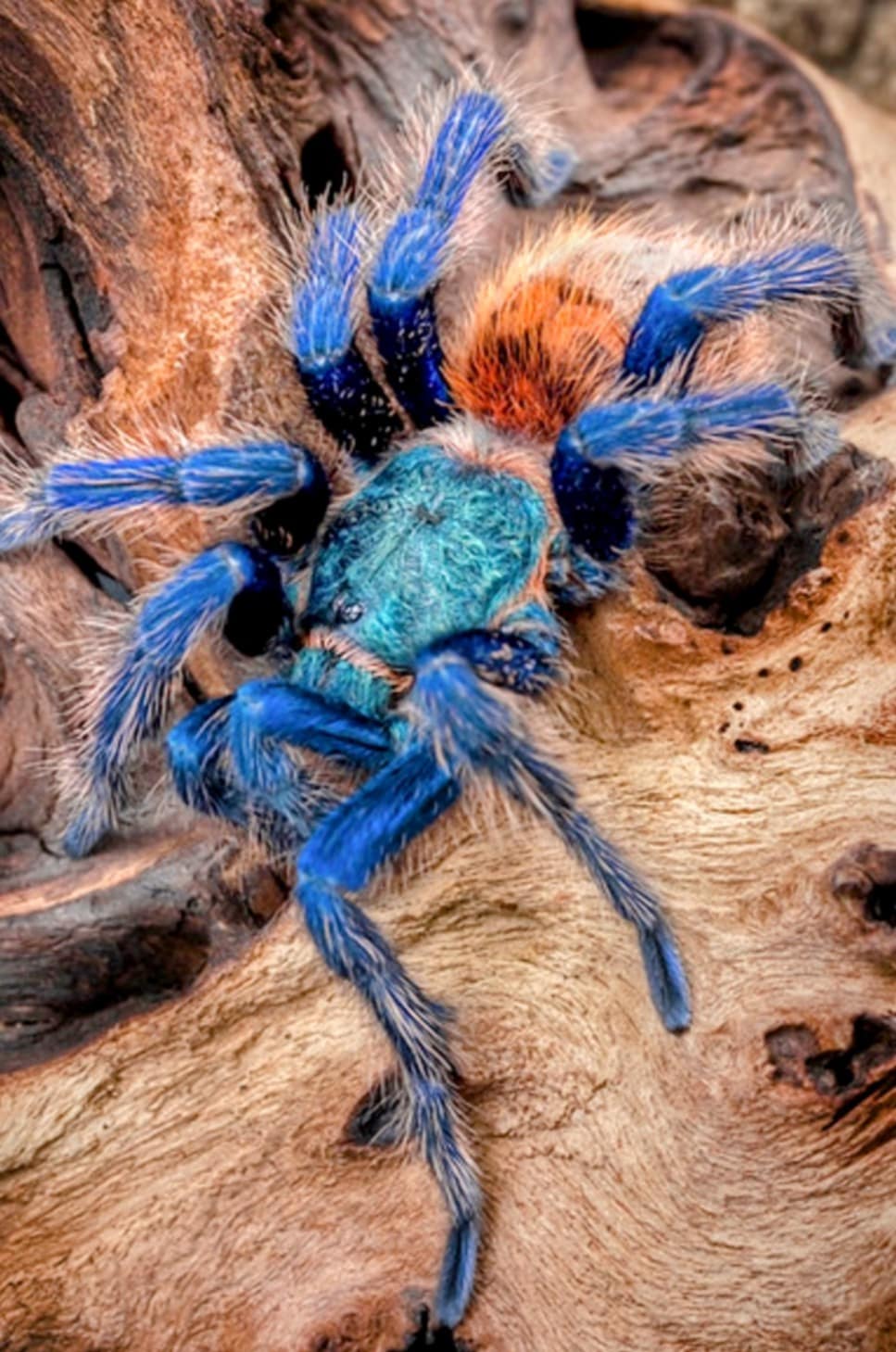 Chromatopelma cyaneopubescens 4zv. telo 7€