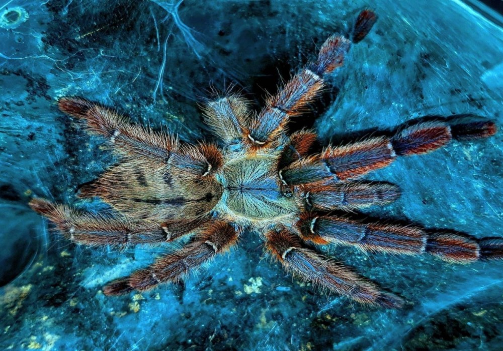 Phormingochilus sp. rufus 2,5cm telo 9€