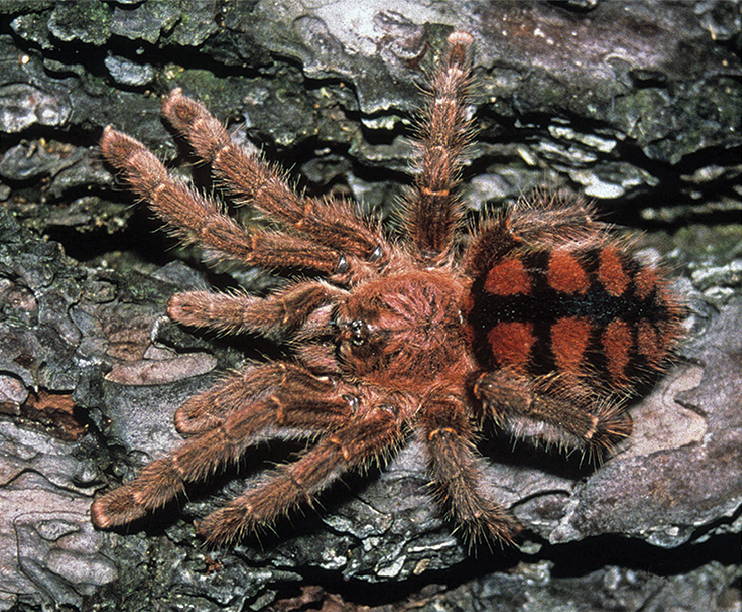 Avicularia minatrix 2cm telo 75€