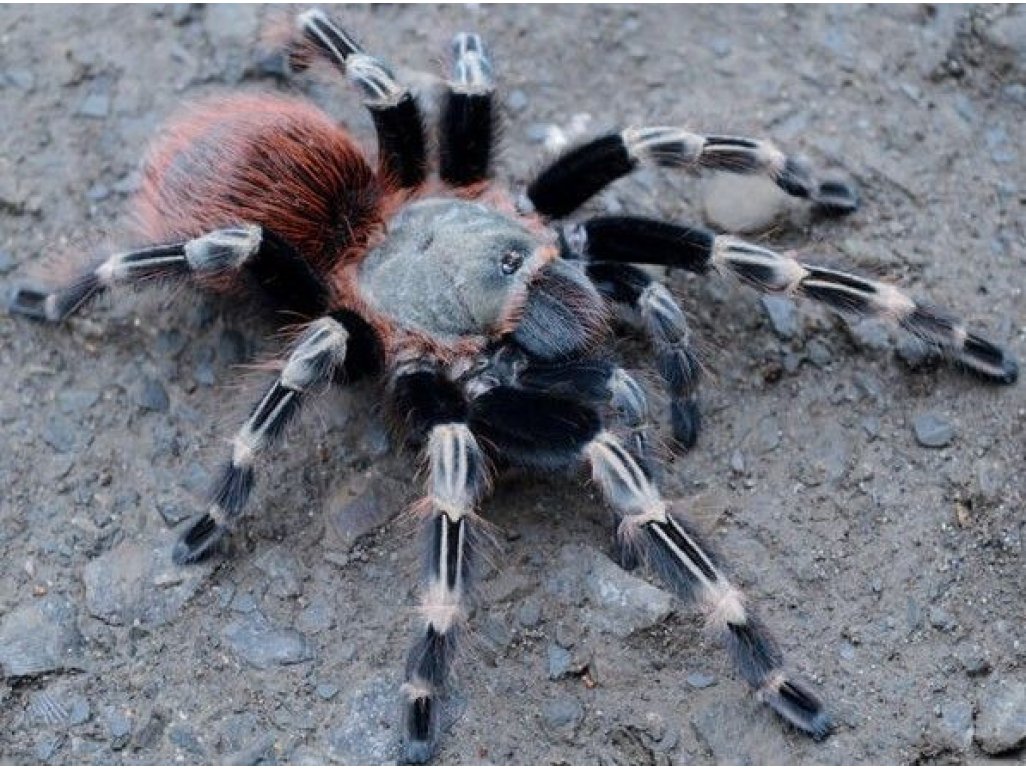 Nhandu chromatus 3cm telo 22€