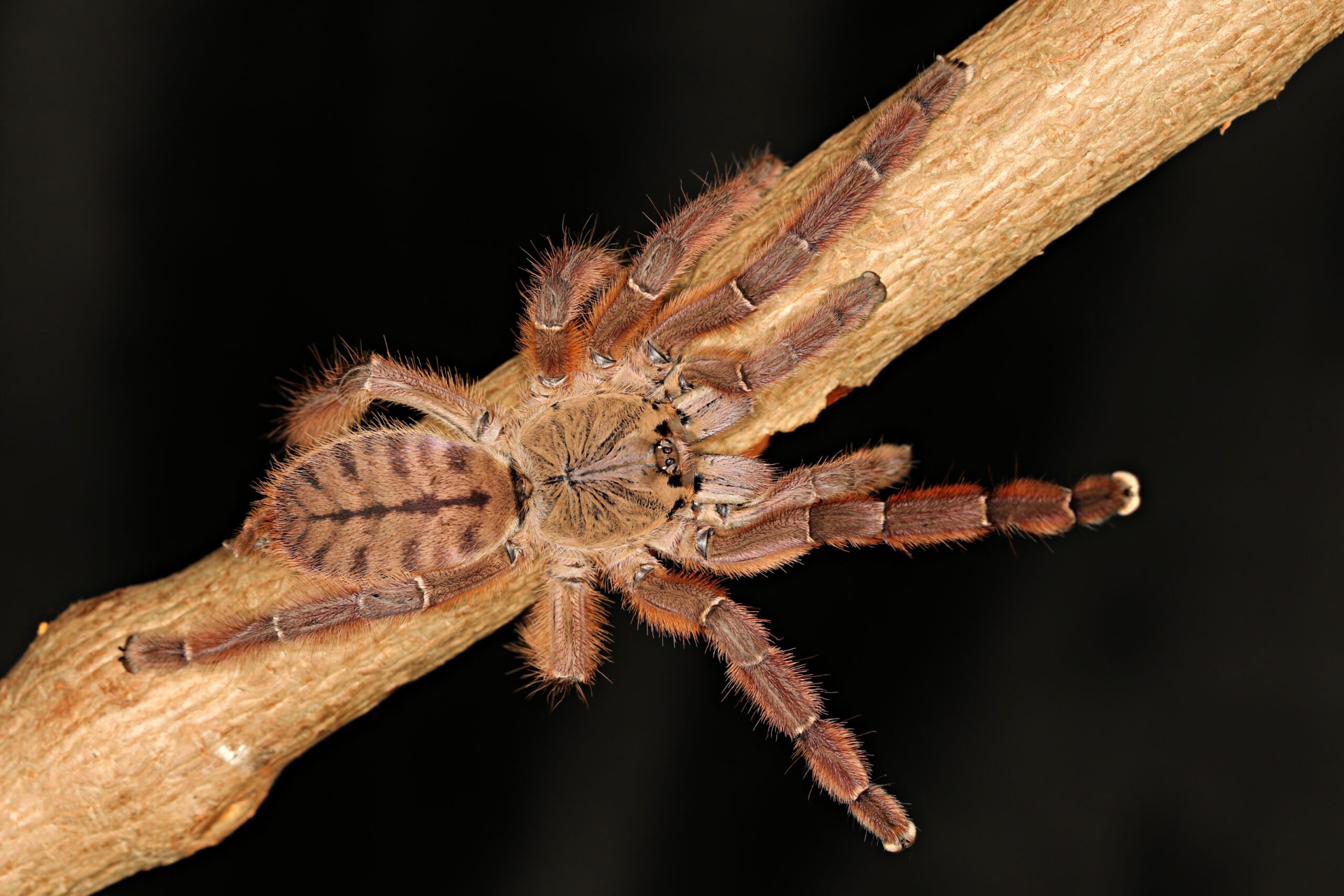 Phormingochilus sp. rufus 2,5cm telo 23€