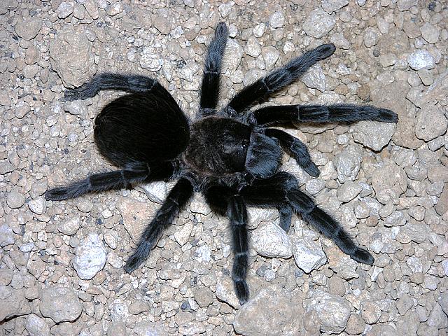 Grammostola pulchra 3cm telo 80€