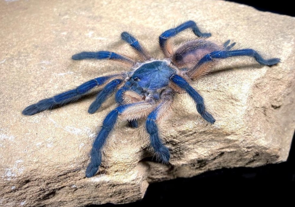Monocentropus balfouri dospelá 55€
