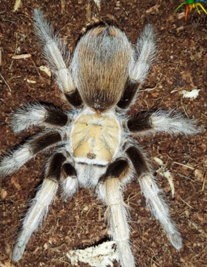 Aphonopelma chalcodes (napárená dospelá) 135€