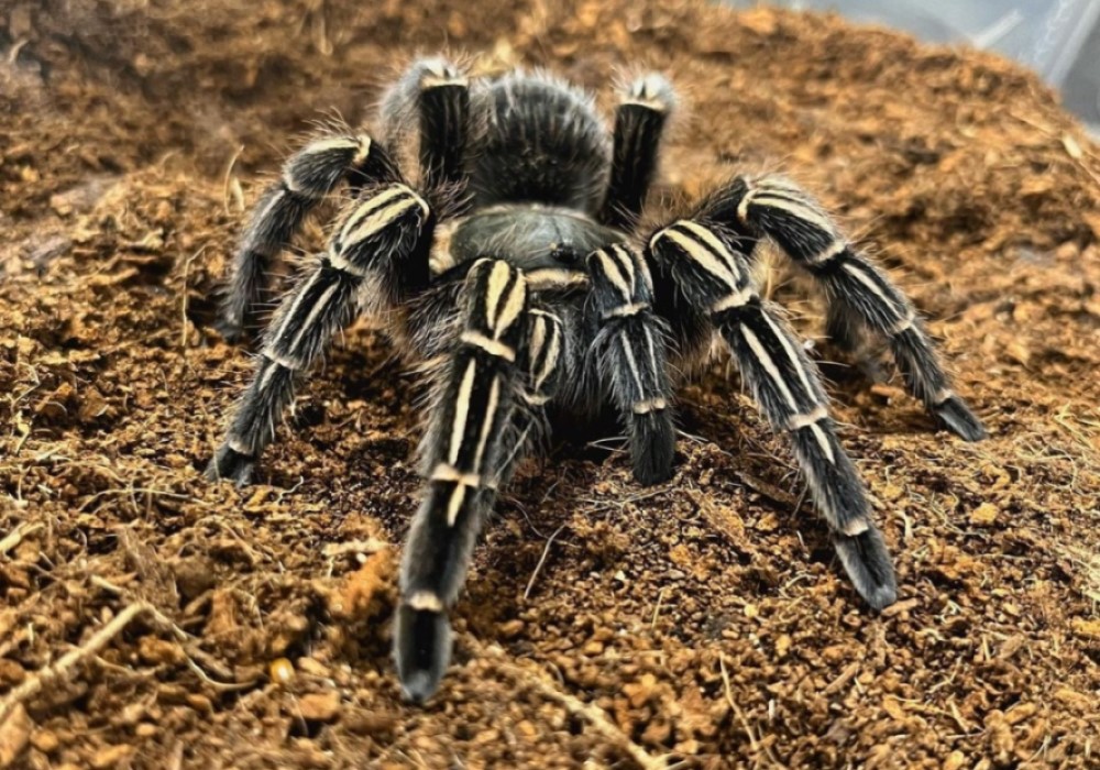 Aphonopelma seemanni 4cm telo 37€