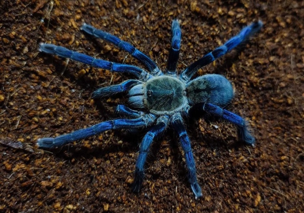 Haplopelma lividum 3cm telo 37€