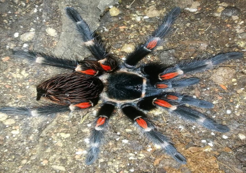 Brachypelma auratum 2zv. 16€
