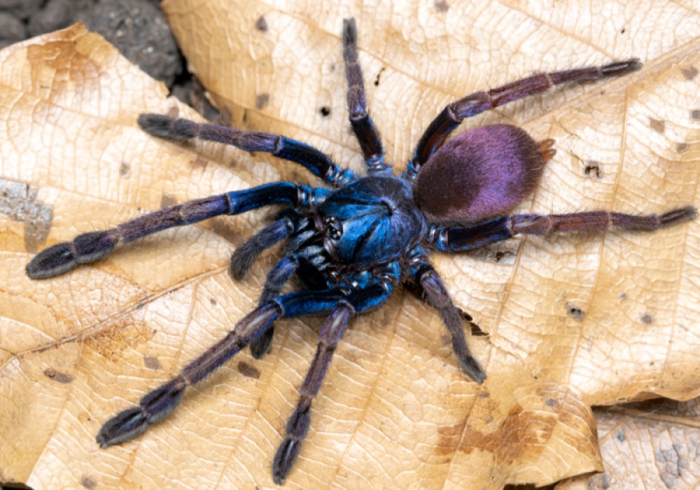 Haploclastus devamatha 2zv. 20€