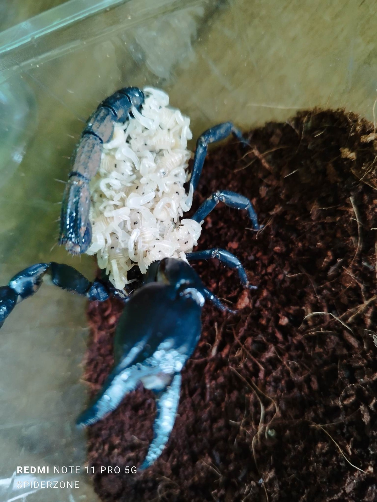 Heterometrus spinifer 1 zv. 9€