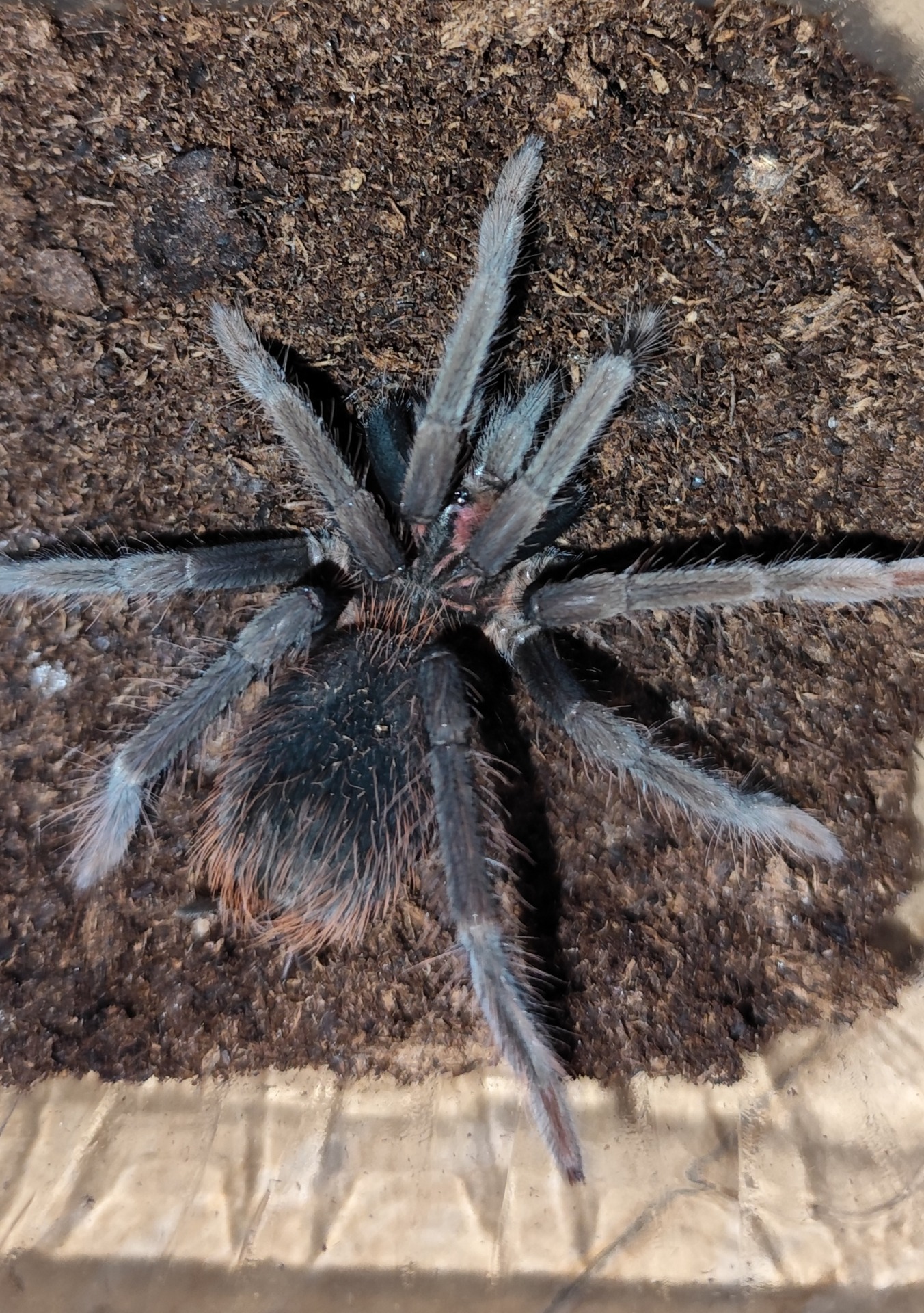 Xenesthis sp. white 3zv. 55€