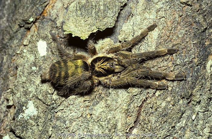 Holothele incei dospelá 22€