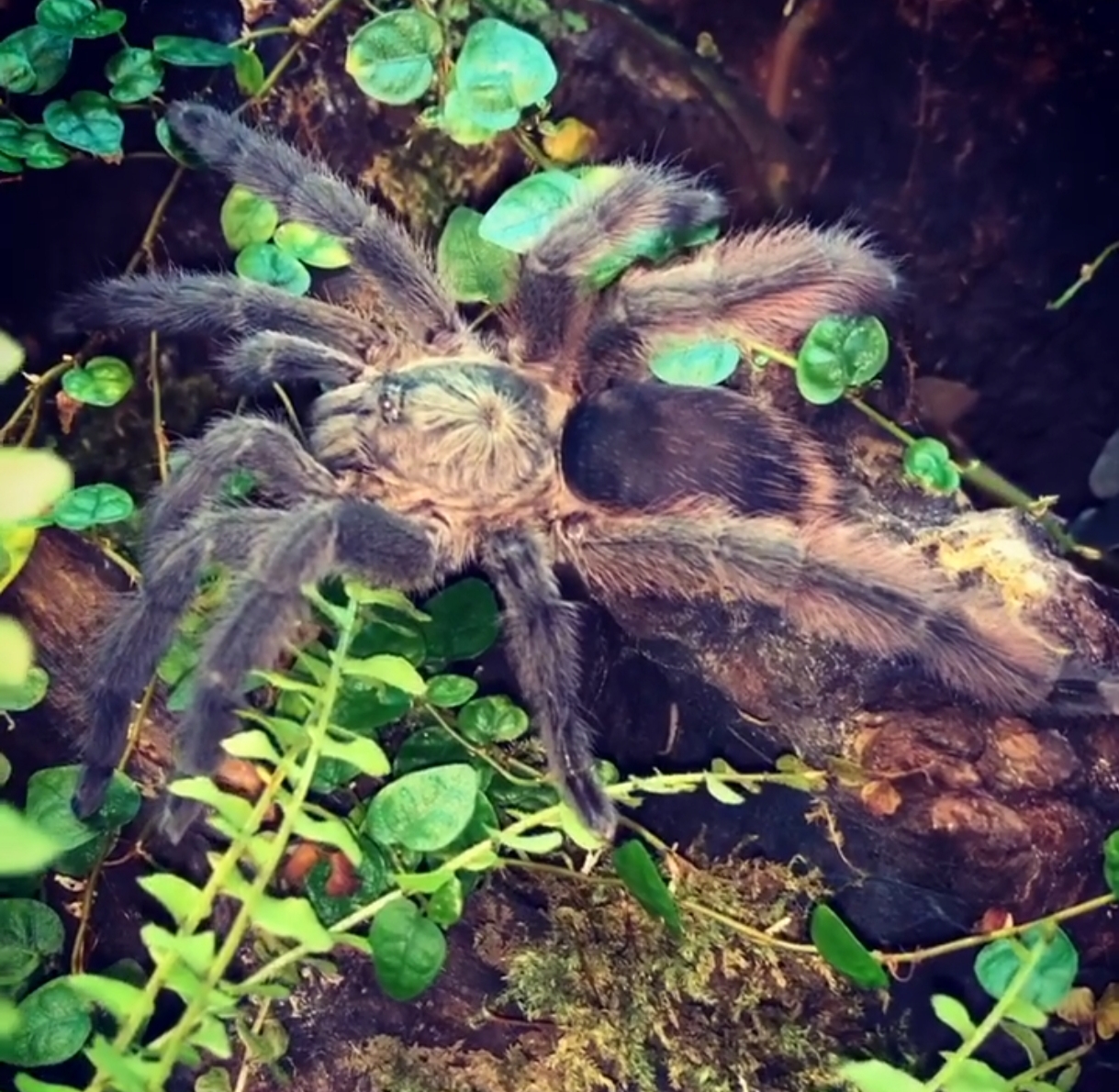 Tapinauchenius sanctivincenti 2,5cm telo 26€