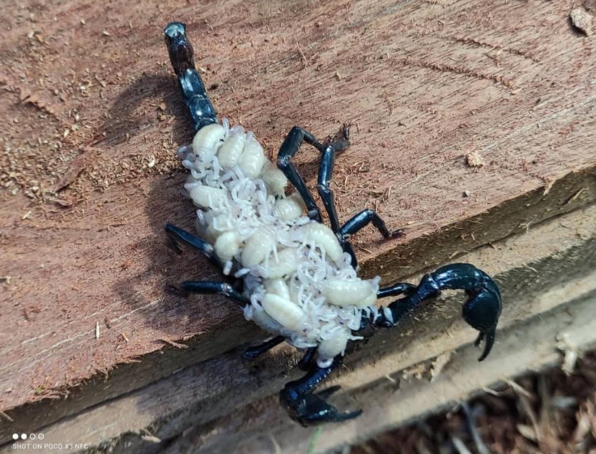 Henetometrus cyaneus 1 zv. 9€