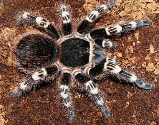 Acanthoscurria geniculata 3cm telo 24€