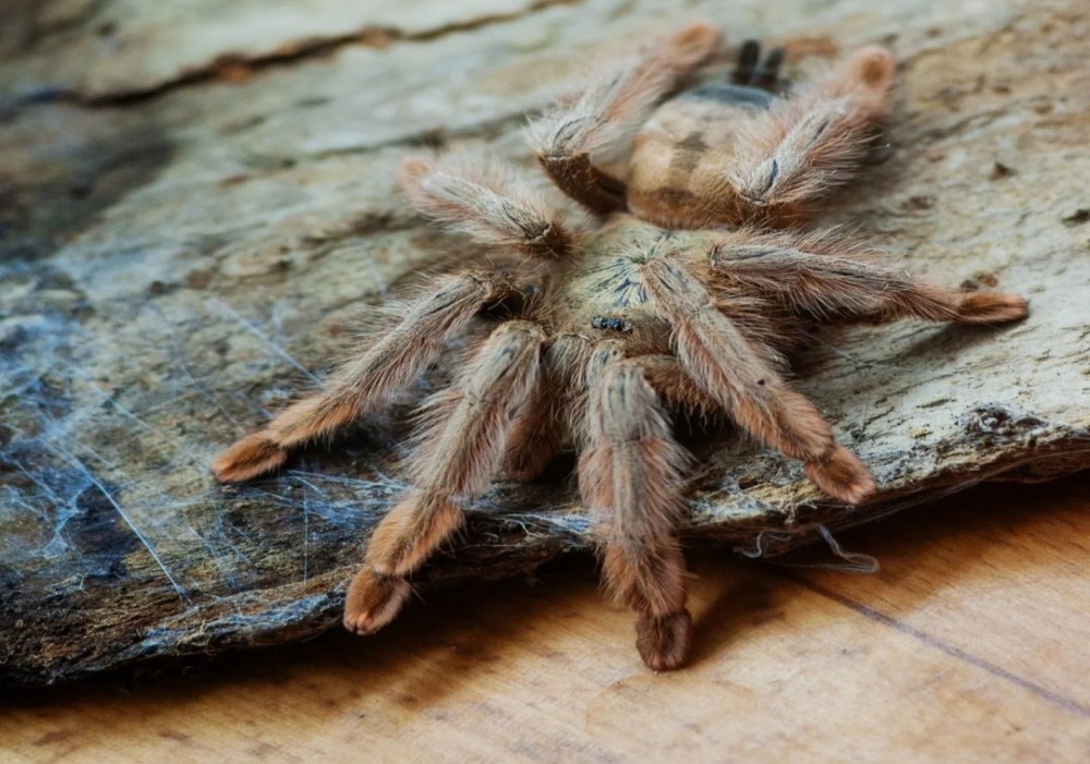 Psalmopoeus pulcher 2cm telo 23€