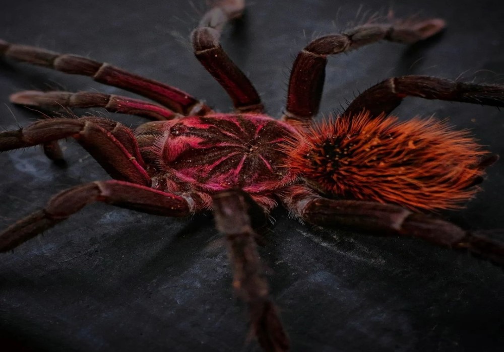 Xenesthis immanis 2cm telo 75€