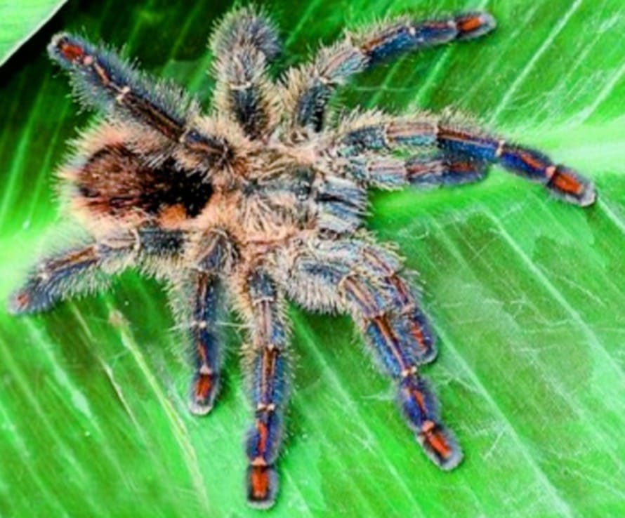 Avicularia diversipes 1zv. 15€...2x25€