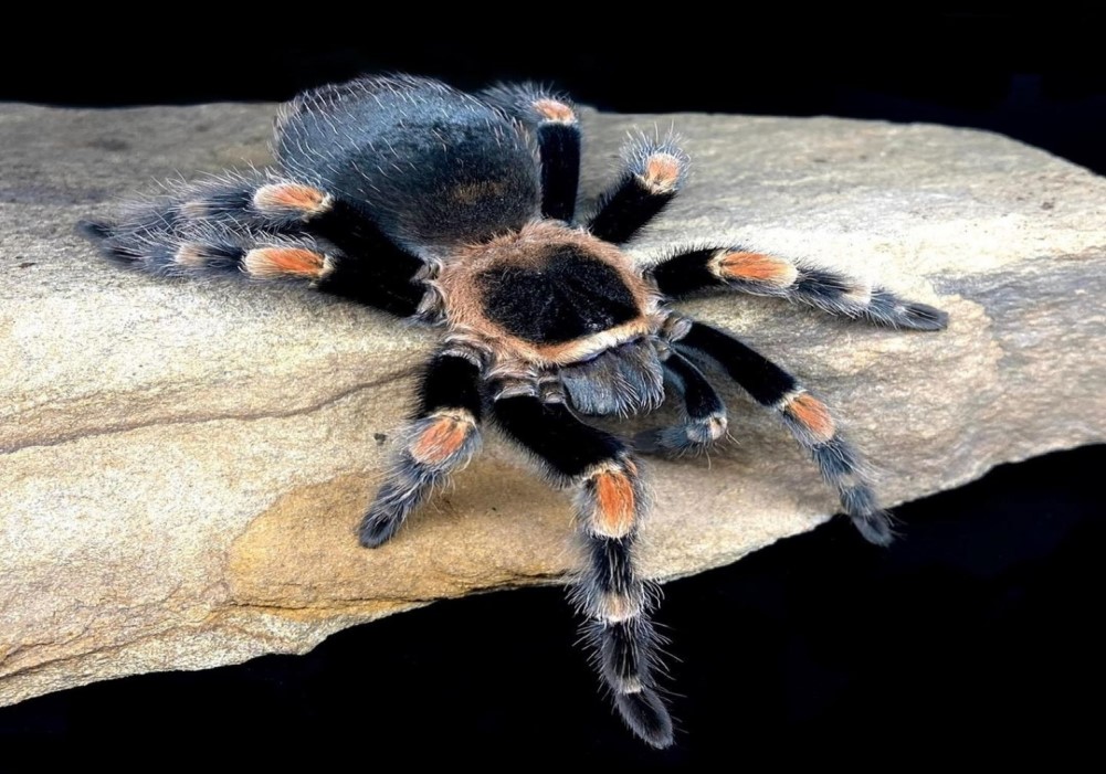 Brachypelma hamorii 3cm telo 15€ 