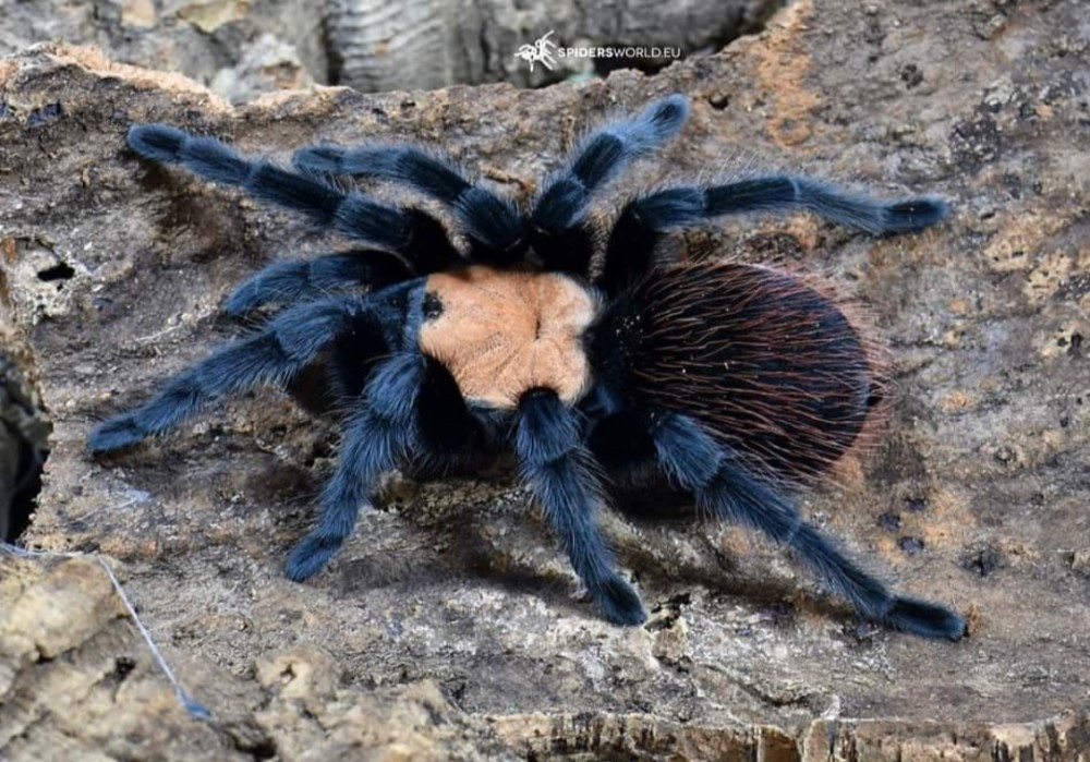 Brachypelma albiceps 2,4cm telo 10€