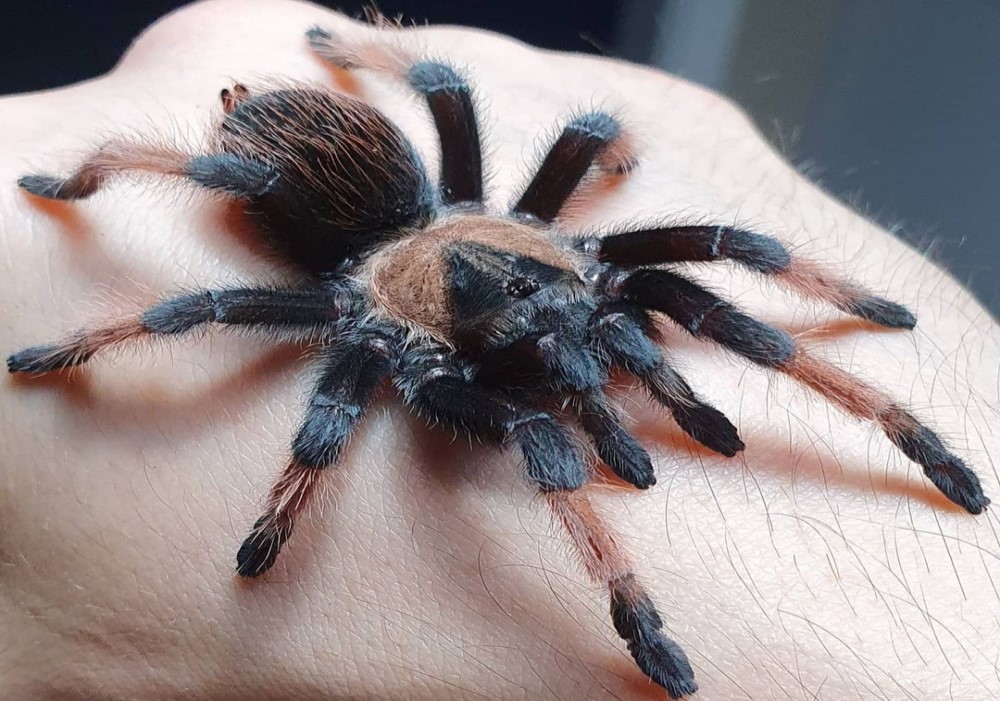 Brachypelma emilia 4cm telo 25€