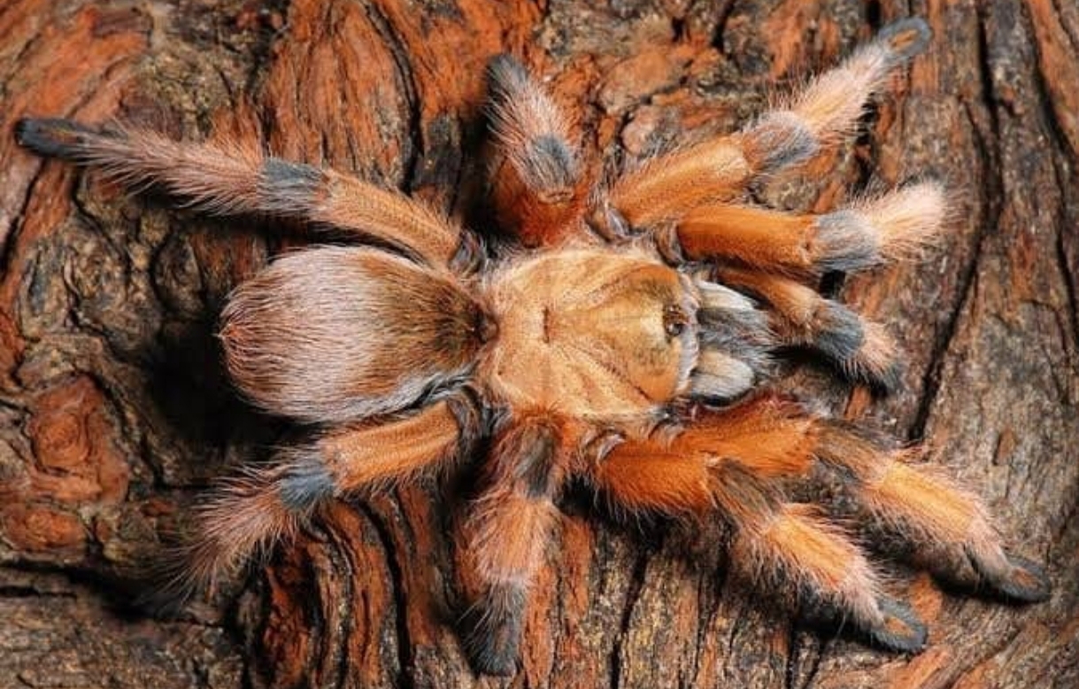 Aphonopelma moderatum 3,5cm telo 130€