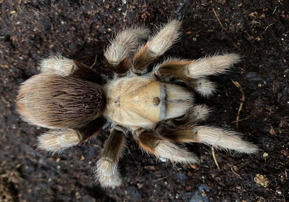 Aphonopela chalcodes 4,5cm telo 120€