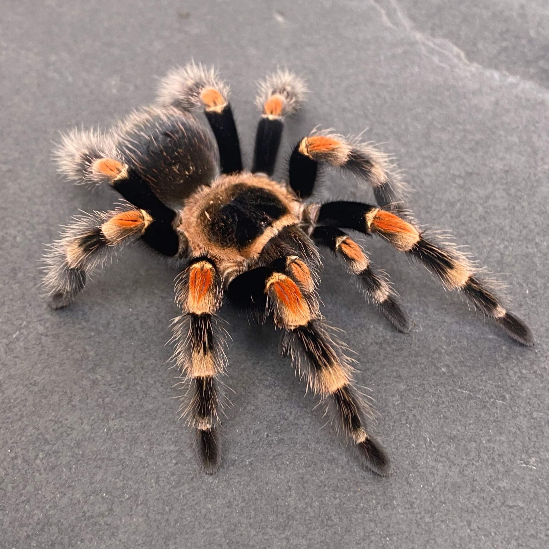 Brachypelma hamorii 3cm 30€