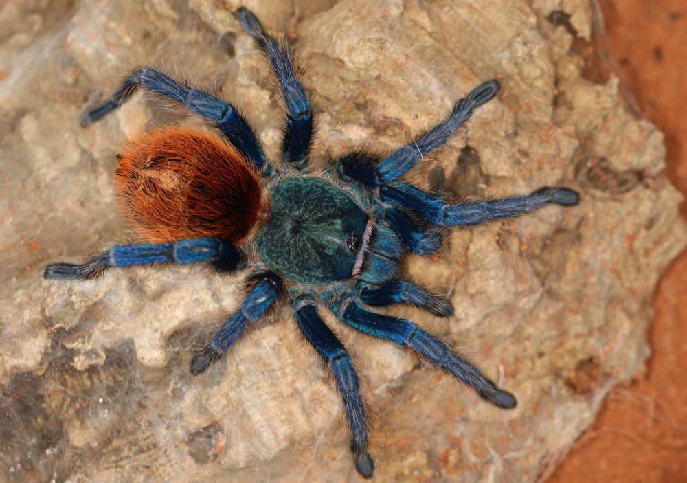 Chromatopelma cyaneopubescens 3cm telo 15€