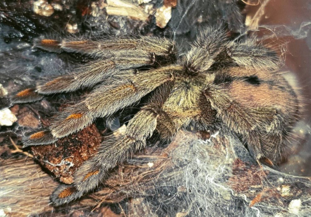 Psalmopoeus cambridgei 8€