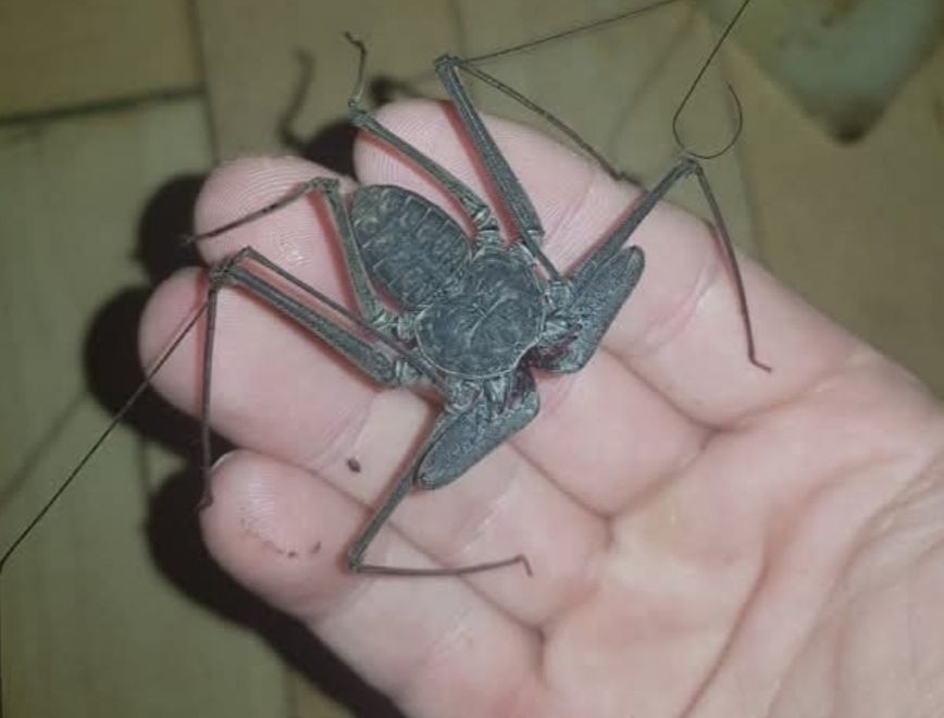 Damon medius (rozne velkosti) 20€ 