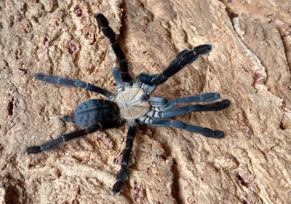 Cyriopagopus sp. hati hati dospelá 40€