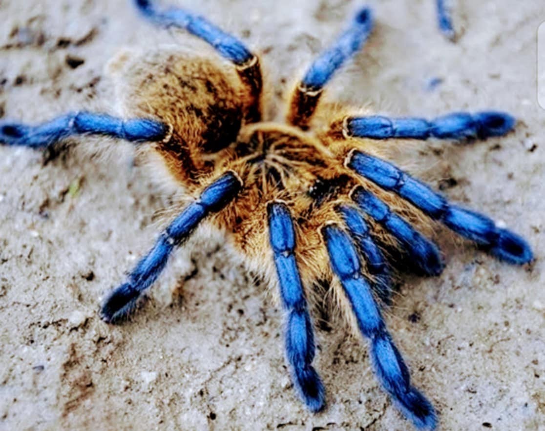 Harpactira pulchripes 2cm telo 35€