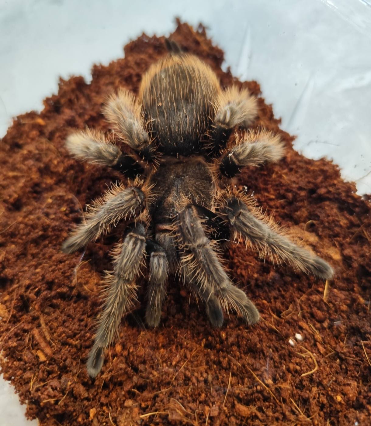 Brachypelma albopilosa HF dospelá 40€