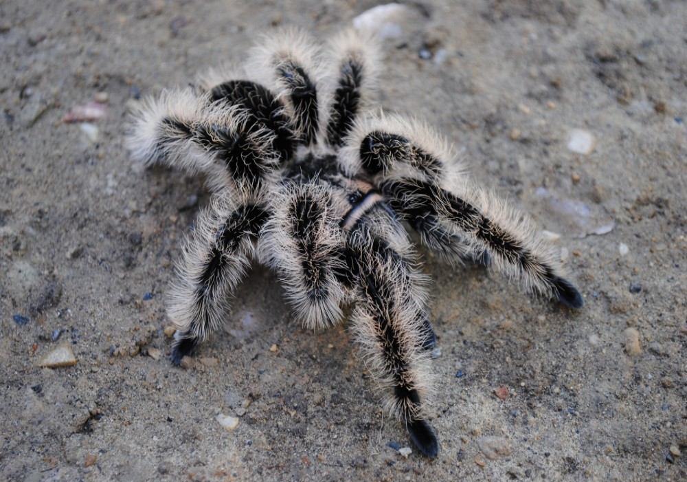 Brachypelma albopilosa Nicaragua dospelá 45€
