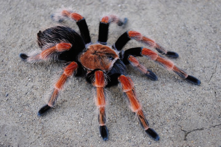 Brachypelma boehmei 4,5cm telo 60€