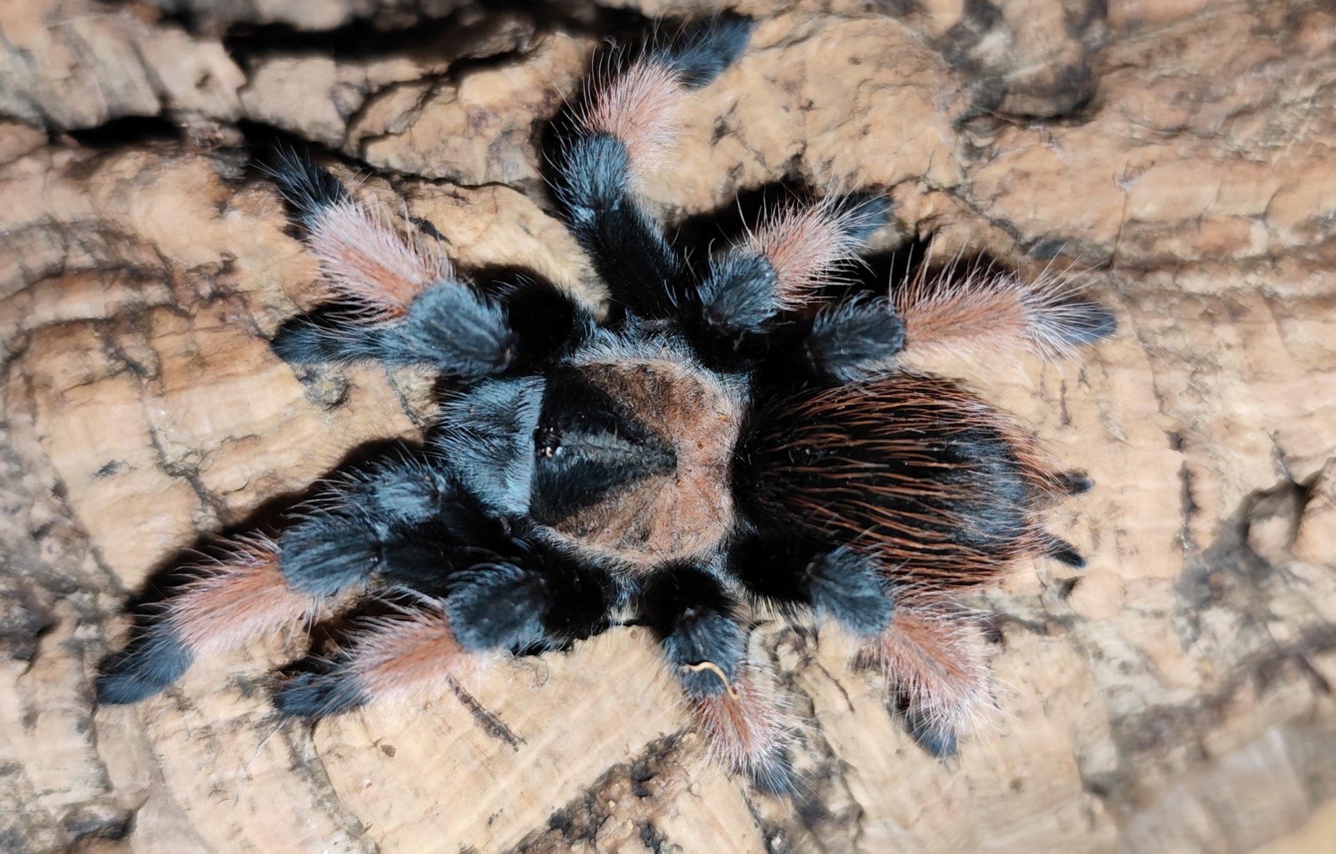 Brachypelma emilia dospelá 85€