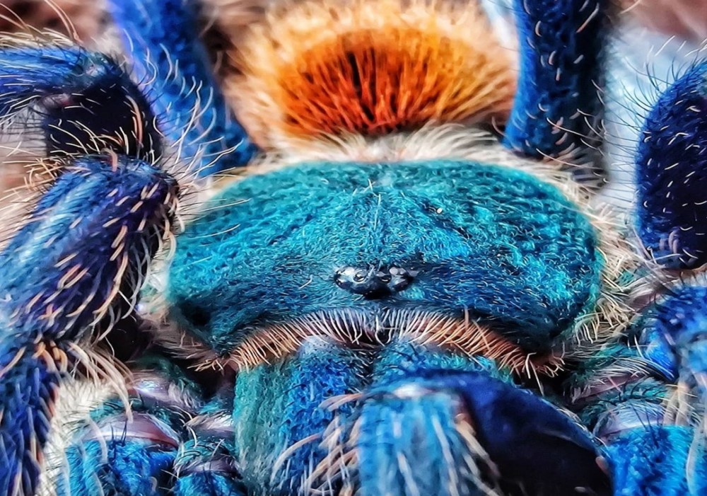 Chromatopelma cyaneopubescens 5cm telo 65€