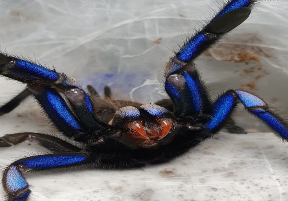 Chilobrachys natanicharum (electirc blue) 2,5cm telo 25€