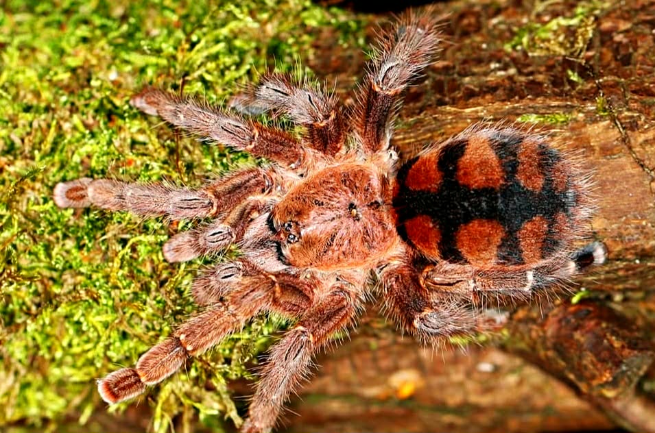 Avicularua minatrix subadult 80€