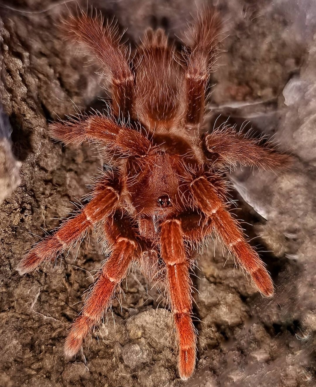 Pelinobius muticus semiadult 70€