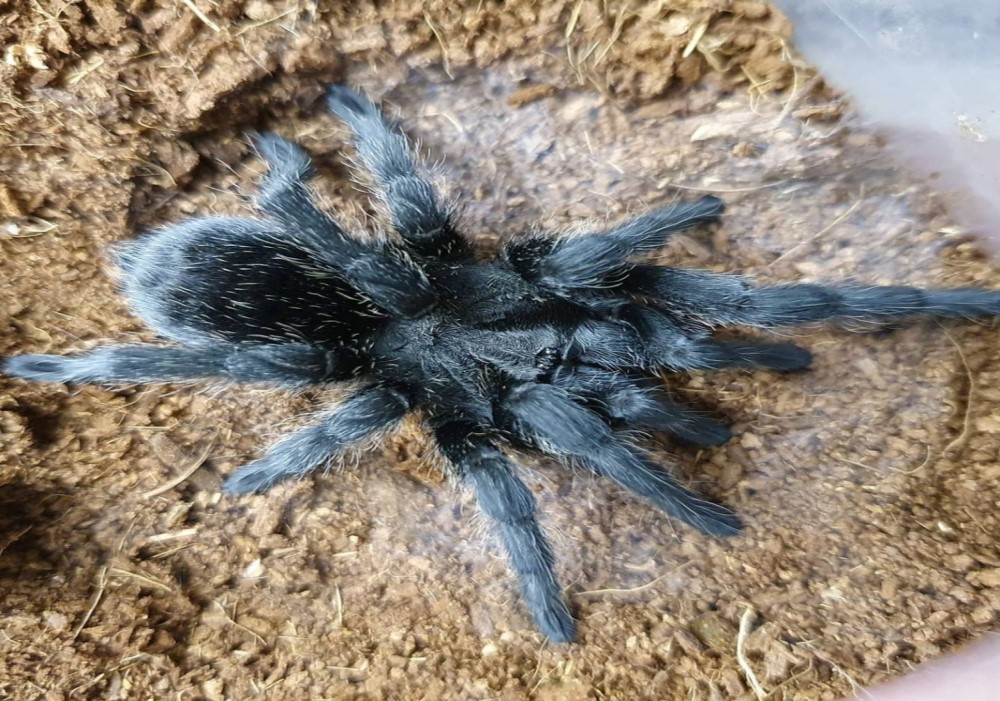 Grammostola pulchra 1zv. 22€ 