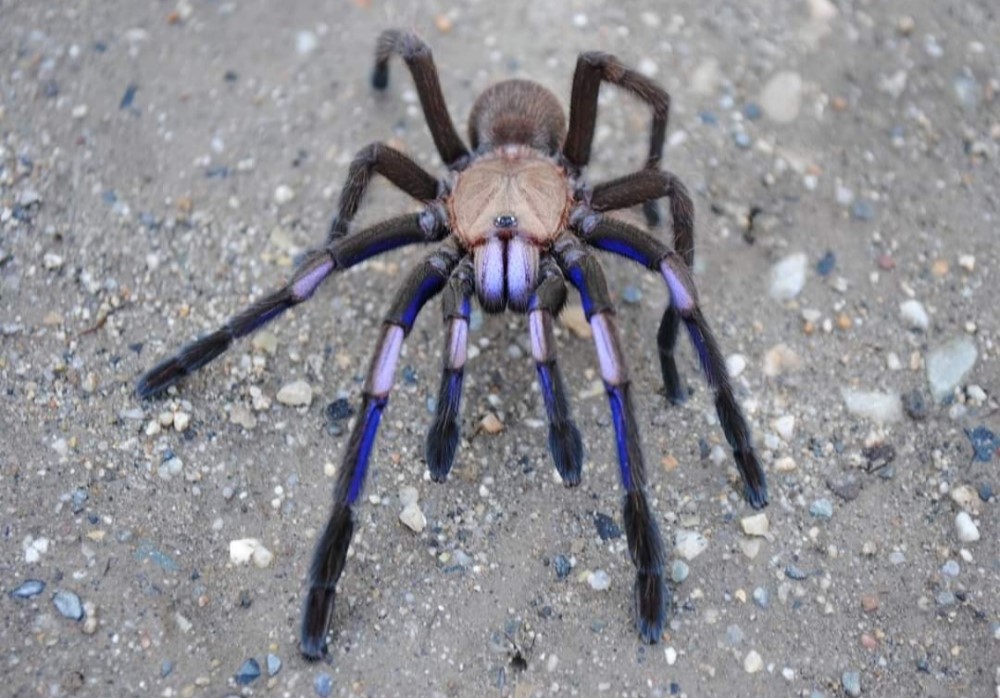 Chilobrachys natanicharum (electirc blue) 2cm  telo 10€