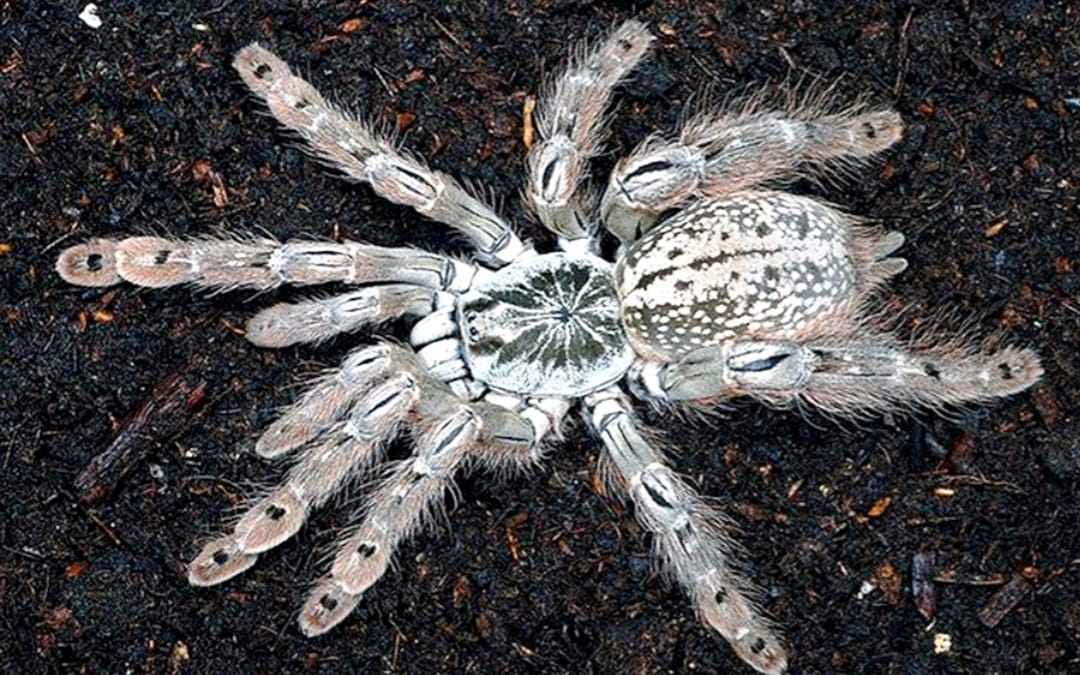 Heteroscodra maculata 2zv. 4€ 