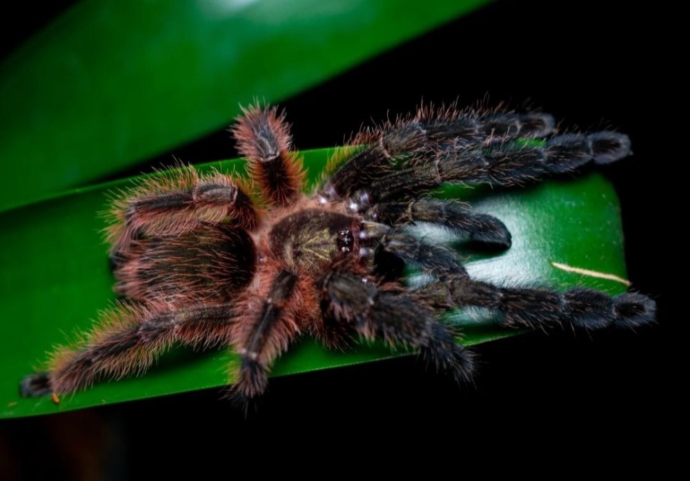 Psalmopoeus victori 1zv.. 12€      5ks.....50€