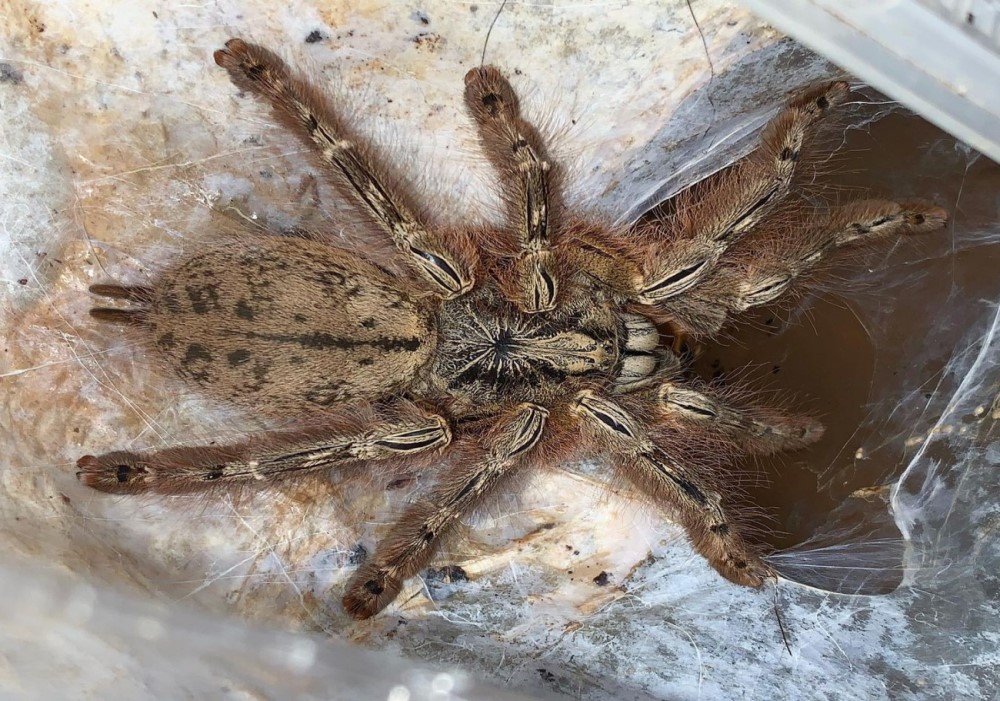 Stromatopelma calceata 2.zv. 5€